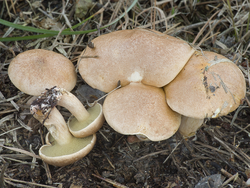 Suillus bovinus